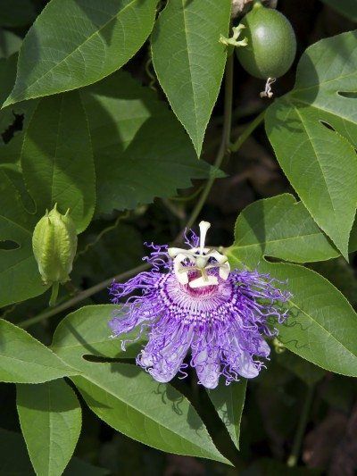 Problems With Passion Flower – Common Diseases And Pests Of Passion Vine Plants Passion Fruit Plant, Passion Fruit Flower, Fast Growing Vines, Vine Fruit, Passion Vine, Plant Trellis, Growing Vines, Making Plant Pots, Fruit Fruit