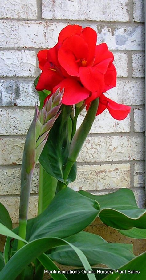 Canna Flower, Canna Lilies, Lily Seeds, Canna Lily, Tropical Backyard, Unusual Flowers, Tropical Foliage, Tropical Landscaping, Tropical Garden