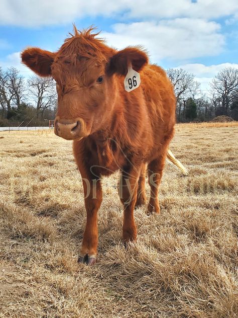 Red Angus Cows, Freya Character, Cow Ranch, Shorthorn Cattle, Angus Cows, Ranch Animals, Angus Cow, Farm Prints, Country Photography