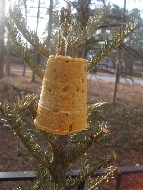 Hometalk :: Making Peanut Butter Bird Treats for My Feathered Friends Peanut Butter Ideas, Bird Feeders For Kids To Make, Butter Ideas, Ornaments Recipe, Seed Ornaments, Birds For Kids, Bird Suet, Making Peanut Butter, Suet Cakes