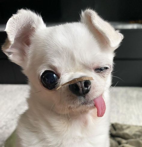 The nose gets what the nose wants 📦 . . Credit: 🎬 yetidobby IG 🙏 #chihuahua #dog #puppy #funnydog #chihuahualove Axolotl Pictures, Ugly Puppies, Funny Chihuahua Pictures, Wholesome Dog, Chihuahua Funny, Aquatic Creatures, Salamanders, Cute Dog Photos, Vines Funny Videos