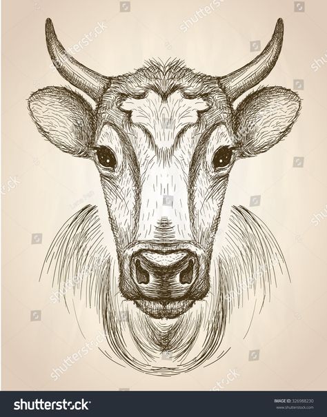 Step By Step Cow Drawing, Portrait Front View, Cow Sketch, Simple Face Drawing, Graphic Sketch, Highland Cow Art, Cow Drawing, Hand Drawn Portraits, Drawing Tutorial Face