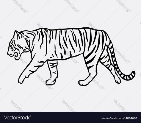 Tiger Vector Illustration, Tiger Face Sketch, Tiger Drawing Simple, Simple Tiger Drawing, Tiger Drawing Sketches, Sketch Turtle, Tiger Drawing Easy, Drawing Of Tiger, Tiger Template