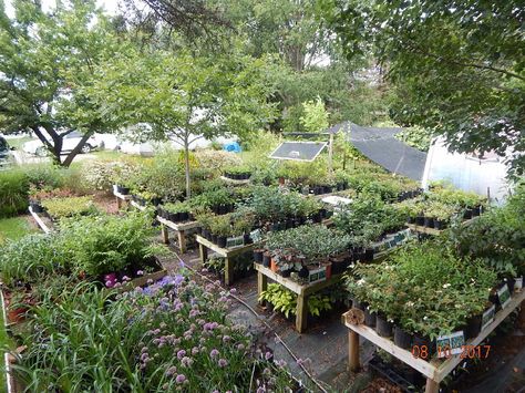 Backyard Nursery Ideas, Small Plant Nursery Ideas, Plant Nursery Ideas, Alabama Garden, Homestead Business, Backyard Nursery, Wholesale Plant Nursery, Toddler Garden, Wildflower Nursery