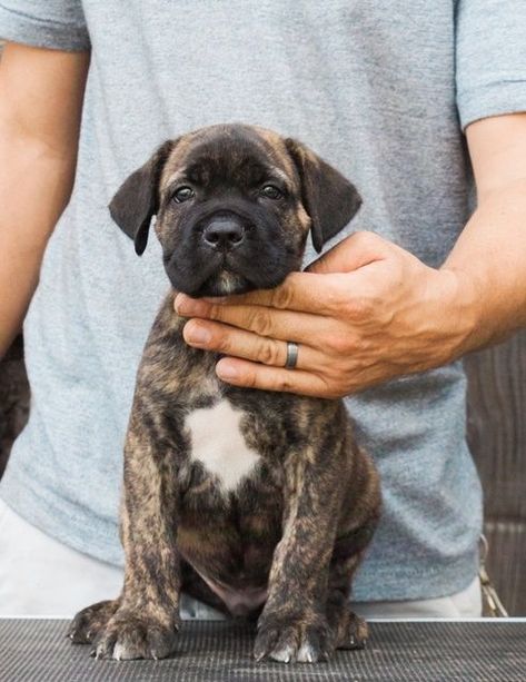 Cane Corso Puppies For Sale | Caldwell, ID Brindle Cane Corso Puppy, Came Corso Puppy, Female Cane Corso, Cane Corso For Sale, Brindle Cane Corso, F1b Labradoodle, Cane Corso Puppy, Brindle Dog, Caldwell Idaho