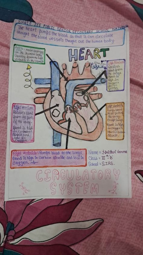 Circulatory System Projects, Science Report, Chart Paper, Coronary Arteries, Science Project, Circulatory System, Science Projects, Blood Vessels, Poster Board