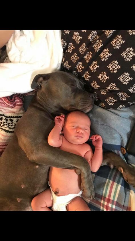 Kidcore Wallpaper, Blue Nose Pitbull, Nanny Dog, Dogs And Babies, What Kind Of Dog, Dog Meet, Baby Animals Pictures, Baby Squirrel, Pitbull Puppies