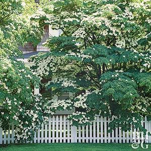 'China Girl' Kousa dogwood Kousa Dogwood Tree, Dogwood Shrub, Pagoda Dogwood, Kousa Dogwood, Golden Rain Tree, Cornus Kousa, Fringe Tree, Flowering Dogwood, Trees For Front Yard