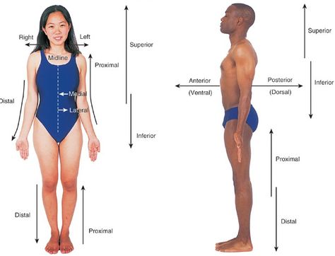 Directional terms help to identify and understand the bodies positions to locate. Axial-head, neck, and truck Anterior-toward or at the front of the body Posterior-toward or at the back of the body... Emt Study, Certified Medical Assistant, Medical Transcription, Medical Billing And Coding, Human Anatomy And Physiology, Medical Terminology, Medical Coding, Medical Studies, Nursing Tips