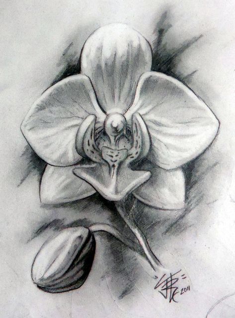 Hula Girl Tattoos, Orchid Drawing, Tulip Drawing, Lilies Drawing, Orchid Tattoo, Girls With Sleeve Tattoos, Flower Sketches, Plant Drawing, Pencil Art Drawings