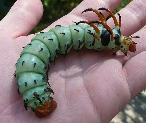 10 remarkable caterpillars and what they become. #butterflies #monarch Regal Moth, Giant Caterpillar, Glasswing Butterfly, Moth Species, Weird Birds, Creepy Animals, Moth Caterpillar, Butterfly Plants, Cool Bugs