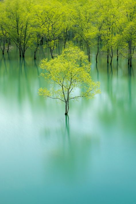 https://flic.kr/p/f4h23W | Untitled Beauty Fotografie, Lone Tree, Wallpaper Vintage, Artistic Inspiration, Green Tree, Tree Forest, Green Trees, Beautiful Tree, Beautiful Photography