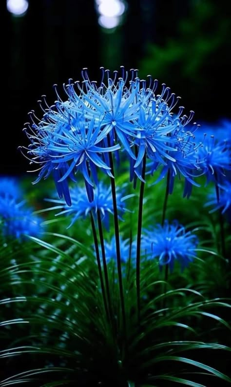 Blue Spider Lily Wallpaper, Blue Spider Lily, Lily Pictures, Spider Lilies, Pretty Flowers Pictures, Lily Wallpaper, Spider Lily, Flowers And Greenery, Flower Names