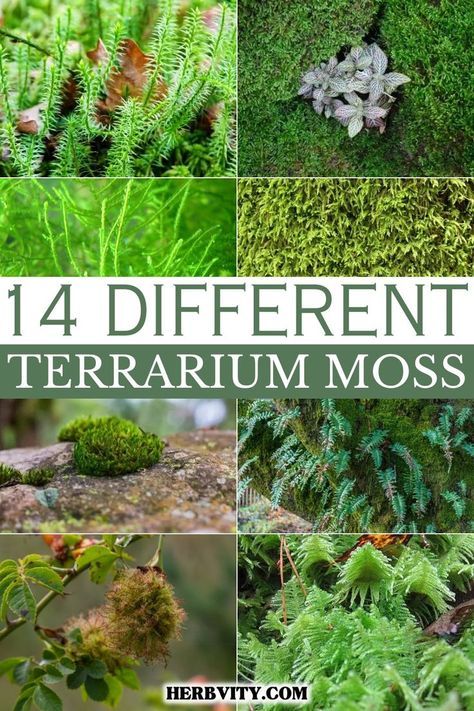 Closed Terrarium Plants, Tropical Terrariums, Terrarium Moss, Types Of Moss, Growing Moss, Open Terrariums, Diy Succulent Terrarium, Fish Tank Terrarium, Beautiful Terrariums