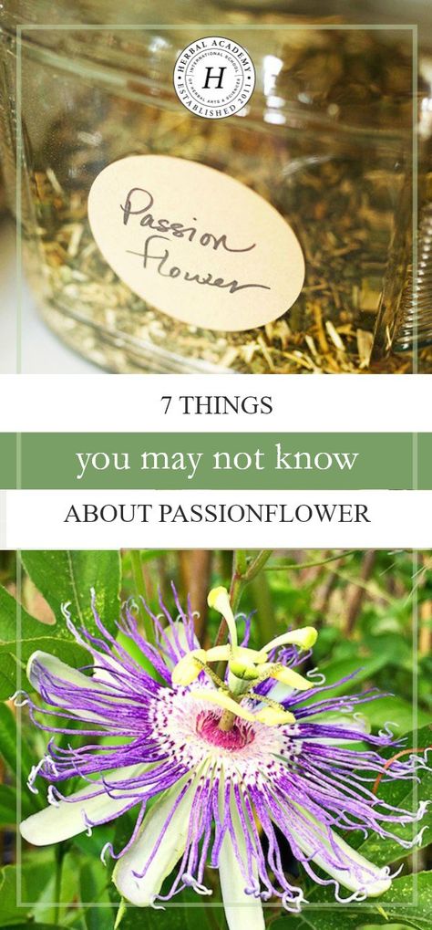 7 Things You May Not Know About Passionflower | Herbal Academy | Do you know passionflower has a calming and soothing effect on the nervous system? Here are 7 other things you may not know about this herb! Passion Flower Benefits, Herbal Academy, Herbal Education, Herbal Tinctures, Healing Plants, Herb Gardening, Natural Antibiotics, Herbal Healing, Herbs For Health