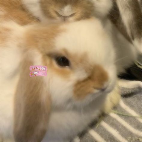 Matching Bunny Pfps, Rabbit Matching Pfp, Bunny Matching Pfp, Rabbit Pfp, Sleepover Things To Do, Soft Boy, Pets 3, Muslimah Aesthetic, Cute Couple Art