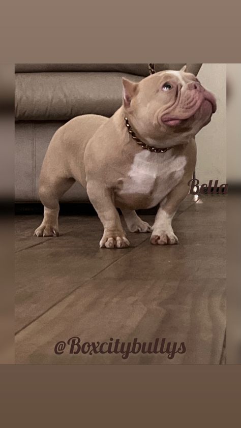 #microbully #exoticbully Micro Bully Dogs, Micro Bully, Micro Bully Dog, Bully Mix Dogs, Pakistani Bully Dog, Xl American Bully Puppy, Bully Dog, American Bully, Dog Breeds