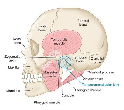 Temporomandibular Anatomy, Cranium Anatomy, Anatomy Medical Illustration, Neck Muscle Anatomy, Muscles Anatomy, Joints Anatomy, Anatomy Medical, Nursing School Tips, Muscle Anatomy