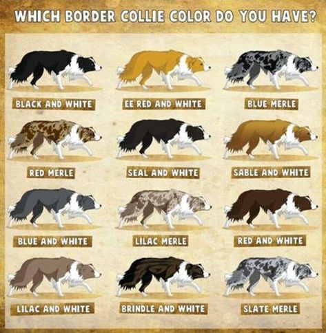 Which is your favorite color? I don't have a favorite, although Blue Merles are certainly close. Border Collie Colors, Blue Heelers, Collie Puppies, Border Collie Puppies, Collie Mix, Herding Dogs, Border Collie Dog, Australian Shepherds, Blue Merle