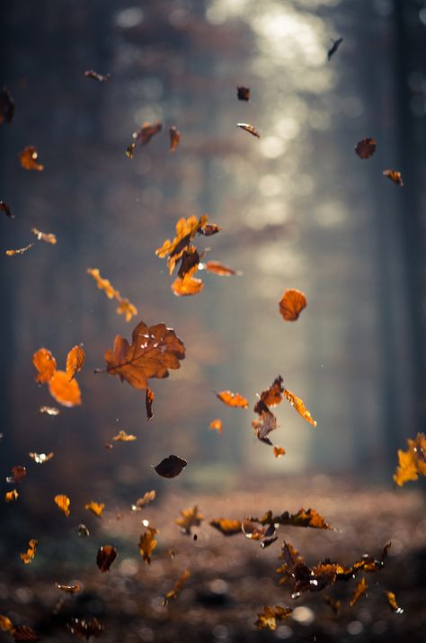 autumn leaves 숲 사진, Leaves Falling, Autumn Love, Love Autumn, Foto Tips, Wallpaper Tumblr, I Love Fall, Autumn Beauty, Best Seasons