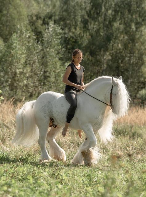 Beautiful boy Hermits Titanium gypsy vanner cob Irish tinker Galineers Cob Horse, Galineers Cob, Irish Cob Horses, Horse Land, Cob Horse, Horse Things, Draft Horses, Fig Tree, Pretty Horses