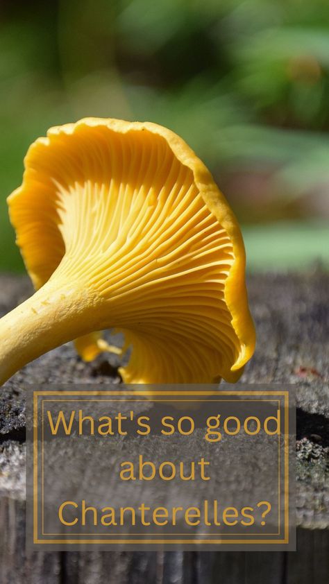 Chanterelles health benefits Chantrell Mushrooms Recipes, Chantrell Mushrooms, Chanterelle Mushroom Recipes, Chanterelle Recipes, Types Of Mushrooms, Chanterelle Mushrooms, Wild Foraging, Mushroom Varieties, Mushroom Benefits