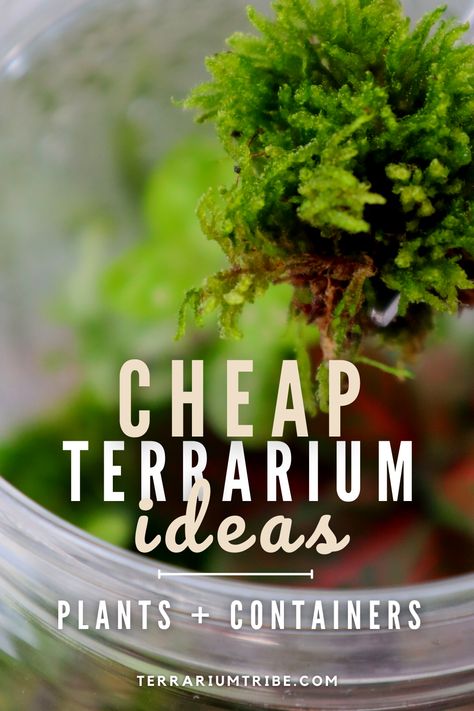 Create stunning terrariums without breaking the bank! 💸✨ Our guide is packed with thrifty terrarium tips and budget-friendly ideas to help you craft your own lush, miniature worlds. Learn how to repurpose containers, source inexpensive plants, and get creative with decor. Transform ordinary into extraordinary as you unleash your DIY terrarium magic on a budget. How To Create A Terrarium Garden, Diy Glass Terrarium, Diy Terrarium Party, Planting A Terrarium, Eco Terra Terrarium, How To Create A Terrarium, Small Plants For Terrarium, Terrarium With Bugs, Diy Small Terrarium