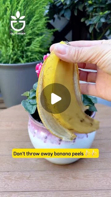 Homemade Plant Fertilizer, Flower Fertilizer, Banana Peels, Orchid Plant Care, Crate Furniture Diy, Garden Remedies, Strawberry Garden, Growing Hydrangeas, Succulent Garden Diy