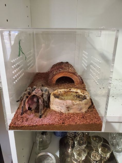 Tarantula Terrarium, Tarantula Habitat, Tarantula Enclosure, Bearded Dragon Terrarium, Spider House, Hamster Habitat, Reptile Room, Reptile Habitat, Perfect View