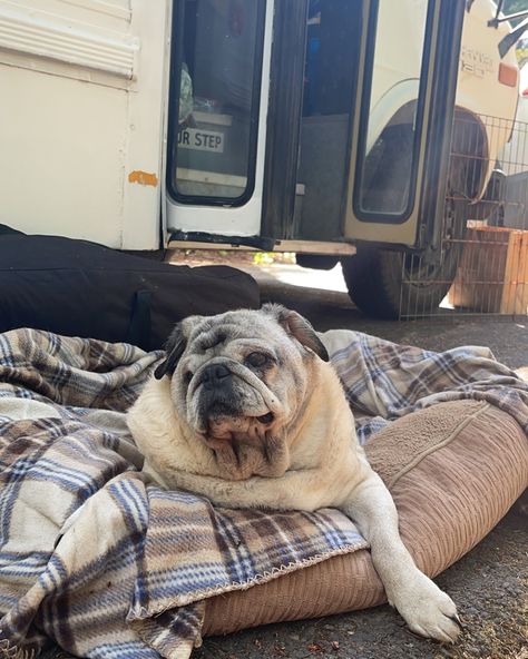 Our lil old man pug Reaper, guards Ms. Hilda Beast Bus beautifully. Old Pug, July 10, Old Man, Old Men, Pug, On Instagram, Beauty, Instagram