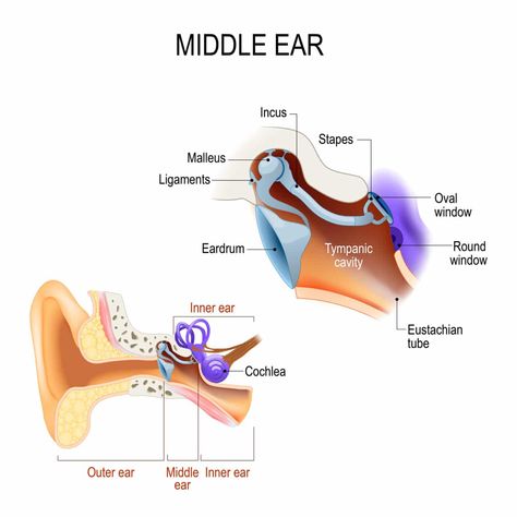 Can You Make Your Ears Roar? | Hampton Roads ENT ~ Allergy | Blog Ear Diseases, Outer Ear, North Alabama, Middle Ear, Neck Injury, Dark Underarms, Ear Health, Inner Ear, Sleep Remedies