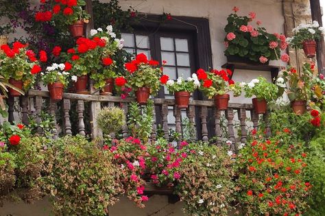 Do you own a West or an East facing balcony? What are the plants you should grow there? Learn about plants for both East facing and West facing balconies in this article. Balcony Flower Garden, East Facing Garden, Shade Garden Design, Balcony Planters, Modern Front Yard, Balcony Railing Design, Balcony Flowers, Window Box Flowers, Balcony Plants