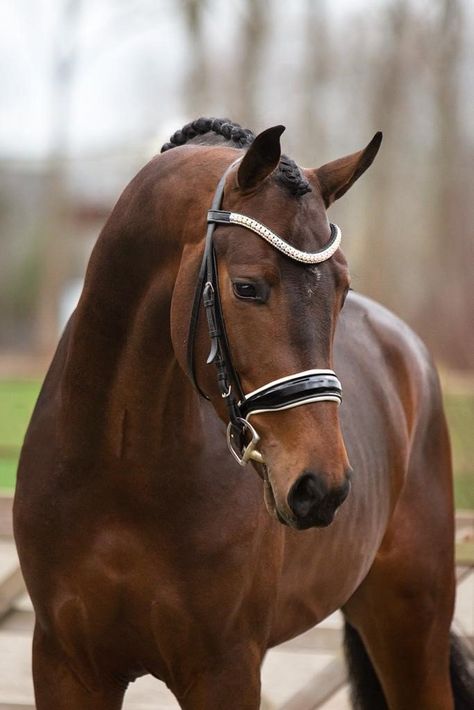 Bay Horse Photography, Bay Horses, Female Horse, Dutch Warmblood, Welsh Pony, Horse Inspiration, Bay Horse, Horse Dressage, Dream Horse