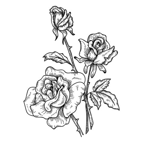 Three roses sketch icon #AD , #AFF, #AFFILIATE, #icon, #sketch, #roses Three Roses Tattoo, Roses Sketch, Three Roses, Sketch Icon, Roses Art, Sketch Tattoo, Sketch Tattoo Design, Rose Drawing, Sister Tattoos