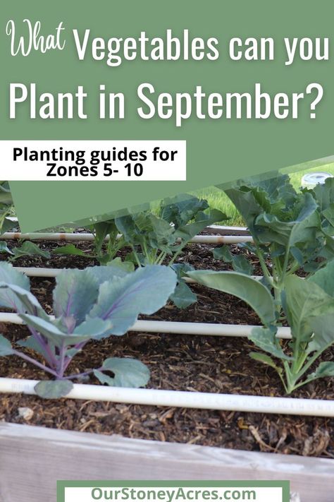 Crops To Plant In September, Zone 8b Fall Vegetable Garden, Planting Guide For Vegetables, Vegetables To Plant In September, What To Plant In September, Fall Planting Guide, September Garden, Fall Vegetables To Plant, Zone 8b