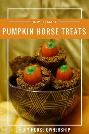 DIY: a Recipe for How to Make Pumpkin Horse Treats Dollar Store Horse Hacks, Pumpkin Horse Treats, Horse Treats Recipe Easy, Horse Treats Recipe, Equestrian Halloween, Horse Cookies Recipes, Feeding Horses, Homemade Horse Treats, Pet Recipes