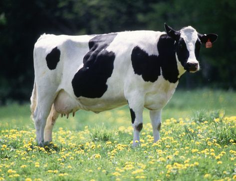 Farm Animals For Kids, Gado Leiteiro, Types Of Cows, Cow Facts, Dairy Industry, Holstein Cows, Dairy Cattle, Cow Pictures, Dairy Cows