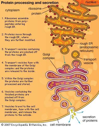 The endoplasmic reticulum (ER) plays a major role in the biosynthesis of proteins. Proteins that are synthesized by ribosomes on the ER are transported into the Golgi apparatus for processing. Some of these proteins will be secreted from the cell, others will be inserted into the plasma membrane, and still others will be inserted into lysosomes. Endomembrane System Notes, Golgi Apparatus Diagram, Endoplasmic Reticulum Diagram, Controlled Art, Endomembrane System, Cells Biology, Golgi Apparatus, Endoplasmic Reticulum, Biology Anatomy