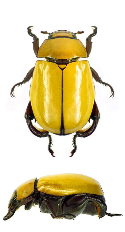 Macropoides crassipes Yellow Beetle Insect, Yellow Beetle, Beetle Scarab, Caterpillar Insect, Beetle Art, Cool Insects, Beetle Insect, Insect Collection, Cool Bugs