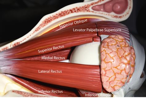 Eye Model Anatomy, Anatomy Humor, Nervous System Anatomy, Eye Anatomy, Gross Anatomy, Eye Facts, Medical School Life, Anatomy Models, Vision Therapy