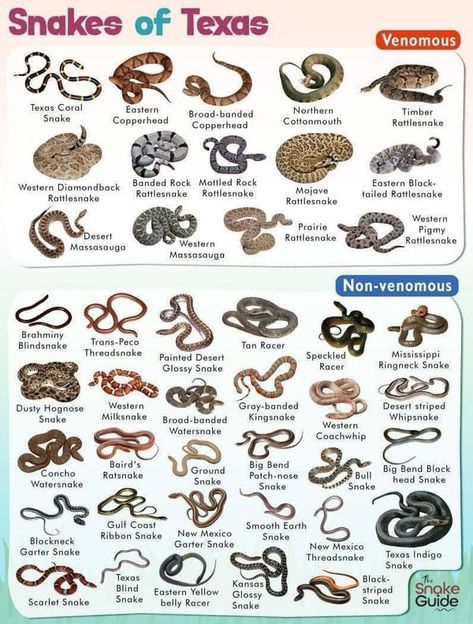 North Texas Gardening, Snake Names, Types Of Snakes, Mojave Rattlesnake, Milk Snake, Hognose Snake, Black Rat, Poisonous Snakes, Garter Snake