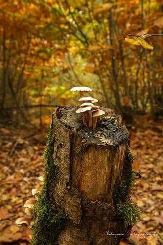 Mushrooms Growing on a Tree Stump Fall Pictures Nature, Autumn Tale, Mushroom Pictures, Irish Roots, Mushroom Fungi, Autumn Scenes, Mushroom Art, Tree Stump, Autumn Beauty