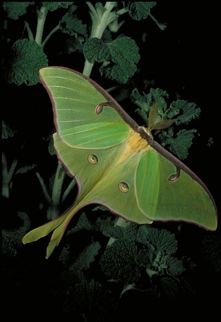 Moon Moth, Moth Caterpillar, Beautiful Bugs, Luna Moth, Bugs And Insects, Back To Nature, Beautiful Butterflies, Natural World, Amazing Nature