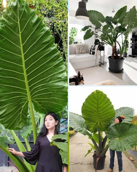 11 Tips for Growing GIANT Elephant Ear Leaves Growing Elephant Ears From Bulbs, Elephant Ears Plants Indoor, Giant Elephant Ear Plant, Elephant Ears Plants, Elephant Ear Plant Care, Leaf Compost, Elephant Ear Plants, Giant Leaves, Elephant Ear Bulbs