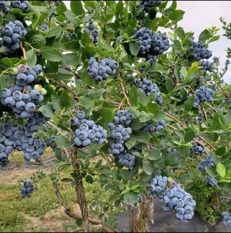 Vegetable Greenhouse, Fruit Growing, Types Of Berries, Harvest Farm, Blue Berries, Farm Lifestyle, Home Garden Plants, Rock Garden Landscaping, Home Vegetable Garden