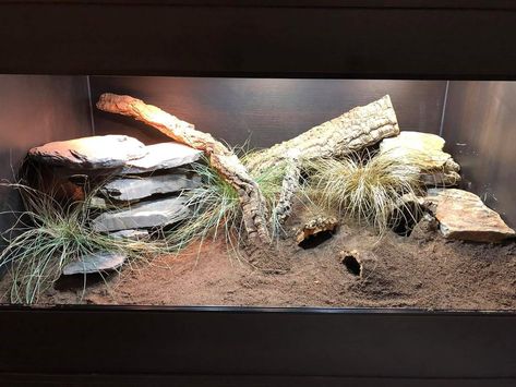 Leopard gecko vivarium Natural Leopard Gecko Tank, Hognose Enclosure, Leopard Gecko Bioactive, Leopard Gecko Terrarium Ideas, Leopard Gecko Cage, Leopard Gecko Enclosure, Crested Gecko Vivarium, Terrarium Setup, Gecko Cage