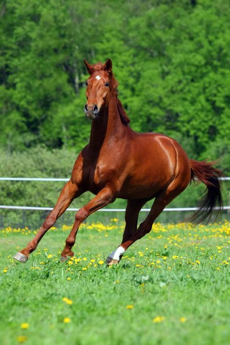 Throughbred Horses, Horse Video, Dream Horse Barns, Faster Horses, American Paint Horse, Thoroughbred Horse Racing, Types Of Horses, American Quarter Horse, Horse Videos