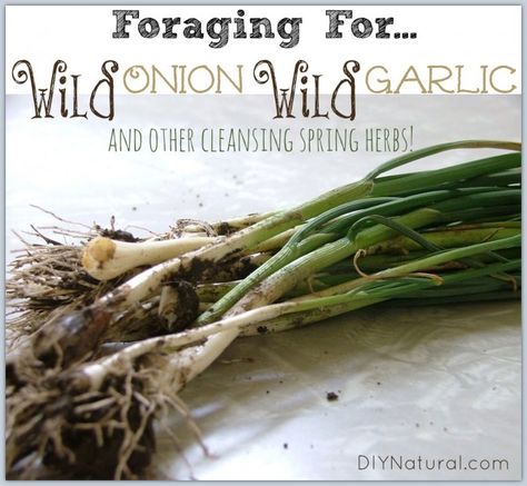 Foraging Wild Onion Wild Garlic and Other Cleansing Spring Herbs Foraging Plants, Spring Herbs, Wild Onion, Edible Weeds, Food Foraging, Wild Foraging, Wild Onions, Wild Food Foraging, Wild Herbs