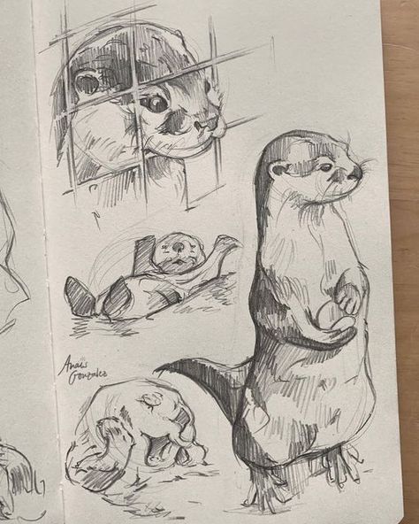 Drawings Of Animals, رسم كاريكاتير, New Sketchbook, Cute Otter, Animal Drawings Sketches, 흑백 그림, Arte Sketchbook, Arte Inspo, Dessin Adorable