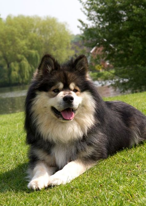 111+ Best Finnish Lapphund Dog Names – The Paws Dog Name Ideas, Finnish Lapphund, Wolf Hybrid, Spitz Dogs, Dog Breeds List, Dog Day Afternoon, Bear Dog, Purebred Dogs, Name Ideas